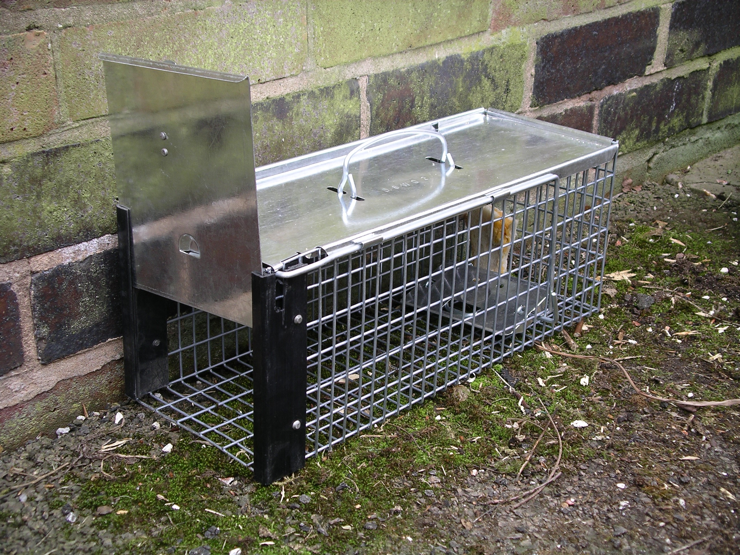 Comment bien utiliser un piège à rat ?