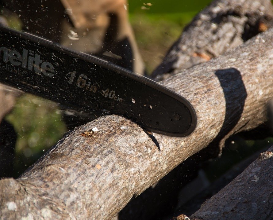 4 raisons pour lesquelles l’élagage des arbres est important