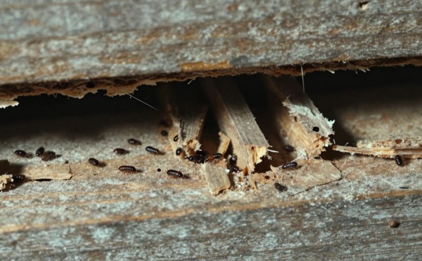 Traitement anti-termites : faut-il le faire avant ou après l’infestation ?